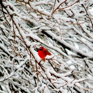 Meet your Posher, Fazeela